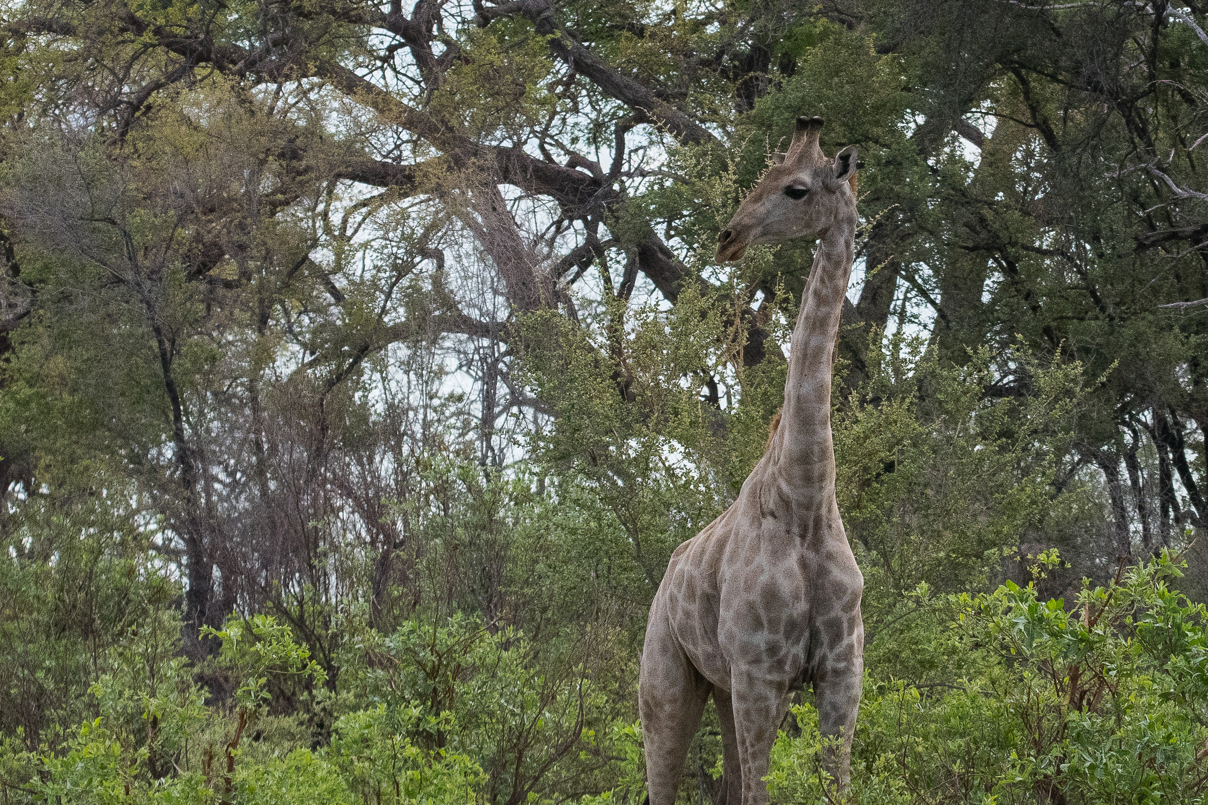 Girafe d'Angola (Angola giraffe,  Giraffa giraffa ssp angolensis) jeune mâle au pelage pâle, Réserve de Kwando, Delta de l'Okavango, Botswana. 